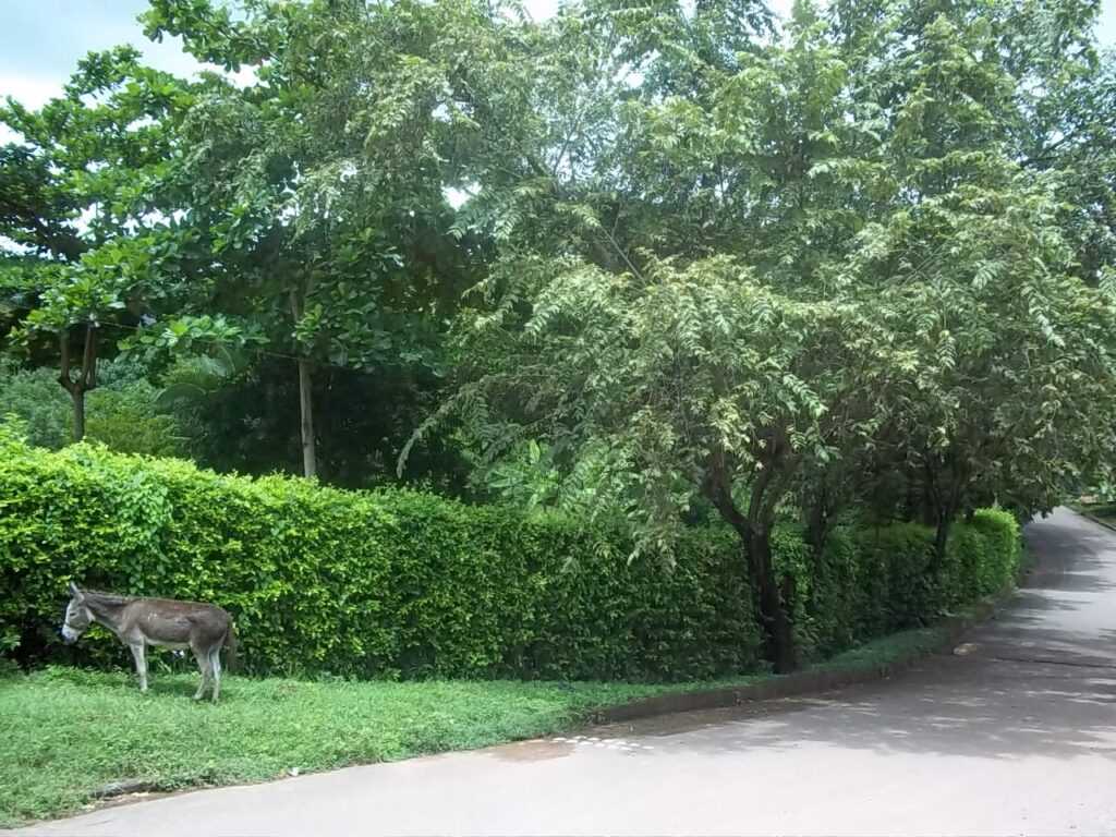 CASA CAMPESTRE NILO CUNDINAMARCA 13